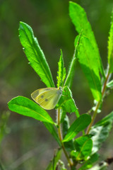 Closeup beautiful butterfly in a summer garden
