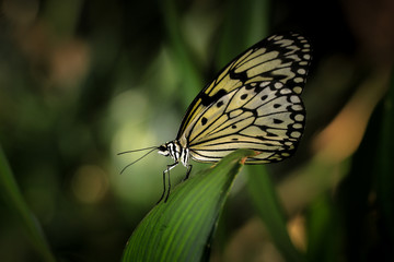 Fototapeta na wymiar Beautiful idea leuconoe clara butterfly