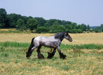 MULASSIERE DU POITOU