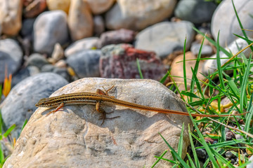 Closeup  Beautiful lizard in the garden