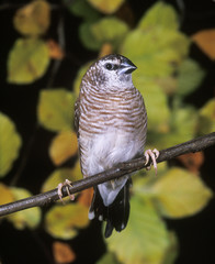 DIAMANT MODESTE aidemosyne modesta