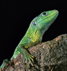 LEZARD VERT lacerta viridis