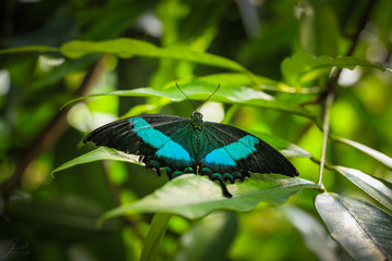 Colorful butterflies on leaf and flowers