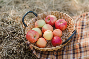 Ripe red apples and pears in basket on grass on grass.