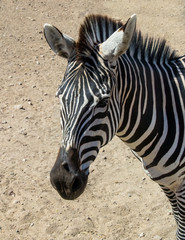 Fototapeta premium Zebra Portrait