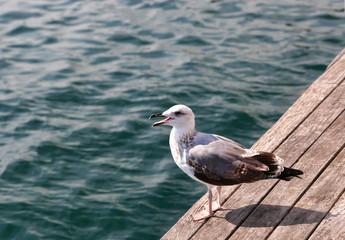 Fototapeta na wymiar Gull standing on the pier against the sea