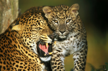 PANTHERE LEOPARD panthera pardus