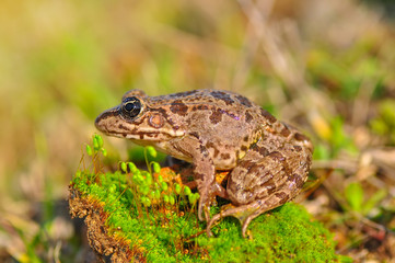 Frog from water onto dry reed-mace leaf in natural background
