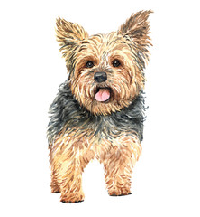 Yorkshire terrier paint. Watercolor hand drawn illustration. Watercolor Yorkshire terrier layer path, clipping path isolated on white background.