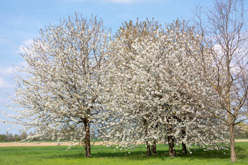 Fototapeta premium Flowering cherry tree