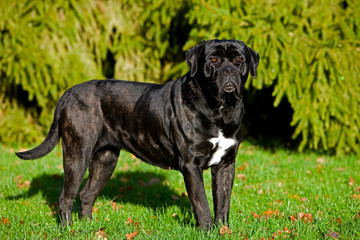 CANE CORSO