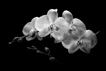 Foto op Canvas Een takje witte orchidee met toppen op een zwarte achtergrond. © Nataliya Schmidt
