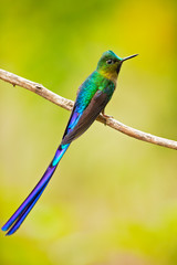 Violet-tailed sylph (Aglaiocercus coelestis) is a species of hummingbird. It is found in Colombia and Ecuador. This sylph lives in areas from 300–2,100 metres (980–6,890 ft) in elevation