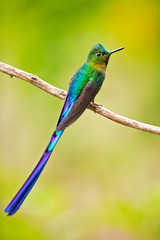 Fototapeta na wymiar Violet-tailed sylph (Aglaiocercus coelestis) is a species of hummingbird. It is found in Colombia and Ecuador. This sylph lives in areas from 300–2,100 metres (980–6,890 ft) in elevation
