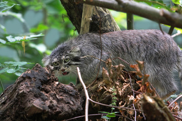 MANUL otocolobus manul