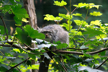 MANUL otocolobus manul