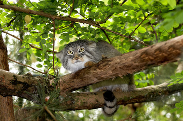 MANUL otocolobus manul