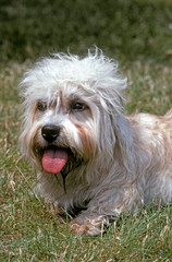 DANDIE DINMONT TERRIER