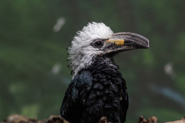 White-crested Hornbill in bronx zoo - bird with mohawk hairstyle