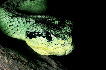 Fototapeta premium VIPERE ARBORICOLE atheris nitschei