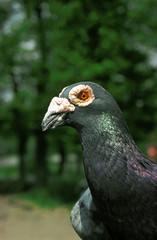 PIGEON CARRIER