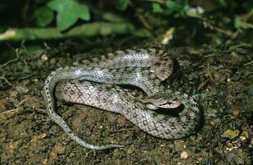 CORONELLE BORDELAISE coronella girondica
