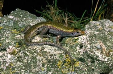SCINQUE OCELLE chalcides ocellatus