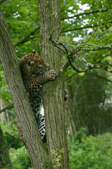PANTHERE DU SRI LANKA panthera pardus kotiya