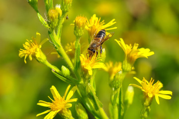 Beautiful  Bee macro in green nature 