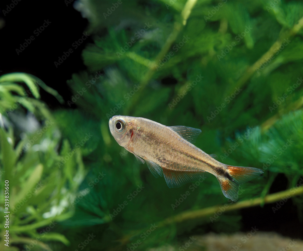 Wall mural TETRA A LOSANGE hemigrammus caudovittatus