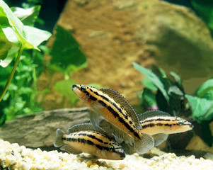 CICHLIDE DE DICKFELD julidochromis dickfeldi