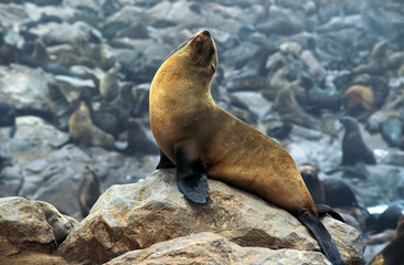 Naklejka premium OTARIE A FOURRURE D'AFRIQUE DU SUD arctocephalus pusillus