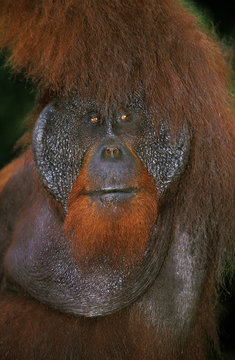 ORANG OUTAN pongo pygmaeus