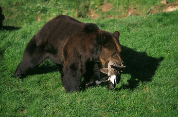 OURS BRUN ursus arctos