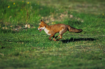 RENARD ROUX vulpes vulpes