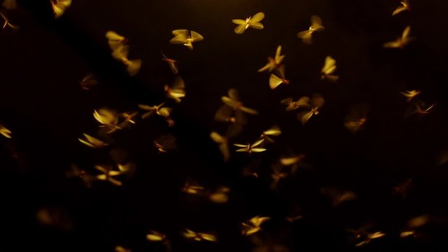 Mayfly Slow Motion 180fps 