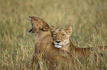 LION D'AFRIQUE panthera leo
