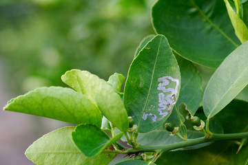 Fototapeta na wymiar Citrus Leaf miner deforms lime leaves