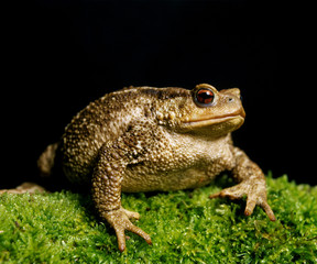 CRAPAUD COMMUN bufo bufo
