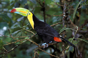 TOUCAN A CARENE ramphastos sulfuratus