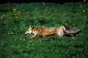 RENARD ROUX vulpes vulpes