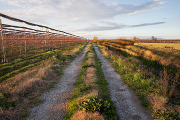 Fototapeta na wymiar green path in the field