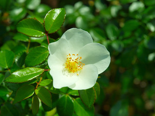 White roses in a New York City park