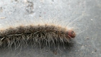 caterpillar on grass