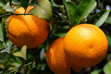 juicy, ripe, beautiful oranges on a tree