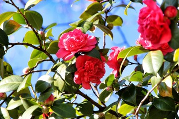 Pink Camellia Japonica flowers in a garden in Guimaraes