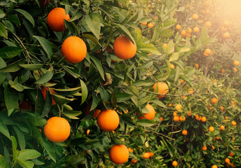 juicy, ripe, beautiful oranges on a tree