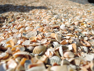Sea shells on the background of sand. Summer beach. Seashell collection.