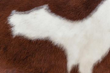 White-brown horse fur