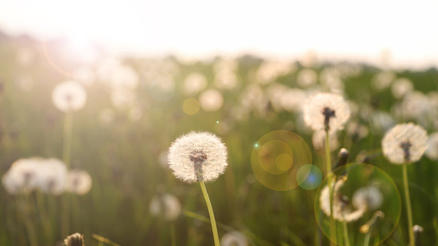 Eine Wiese voller Pusteblumen (L&ouml;wenzahn, Taraxacum) im Gegenlicht mit lens flare